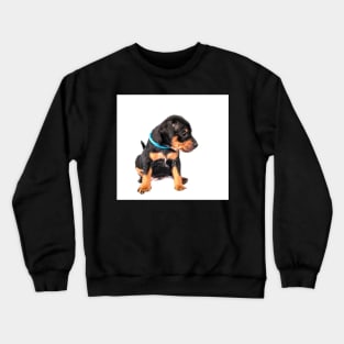 Black and tan Miniature Pinscher puppy at white background Crewneck Sweatshirt